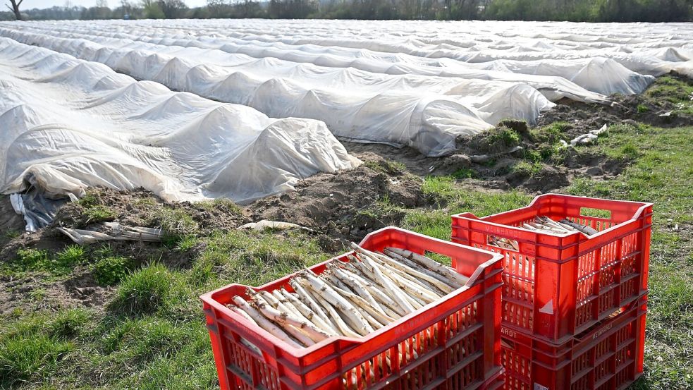 Teure Handarbeit: Spargelanbau in Deutschland. (Archivbild) Foto: Michael Brandt