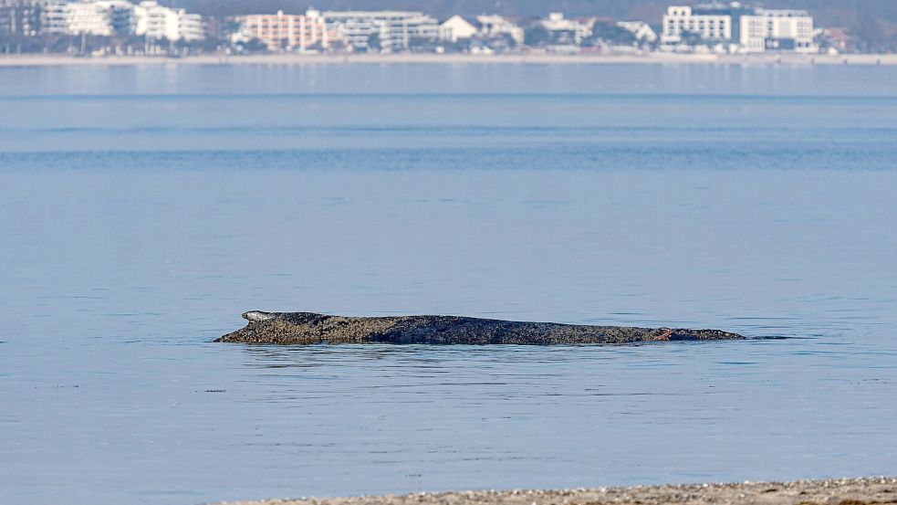 Das Tier ist in der Nacht auf eine Art Sandbank aufgeschwommen. Foto: Ulrich Perrey