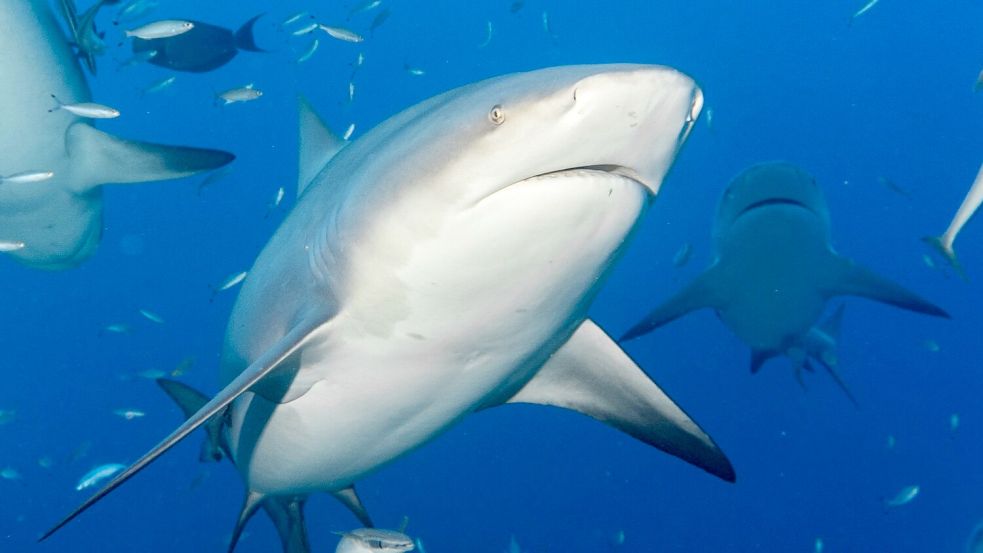 In Brasilien beginnt am Montag eine UN-Konferenz zum Schutz wandernder Tierarten. (Archivbild) Foto: Duncan Heuer