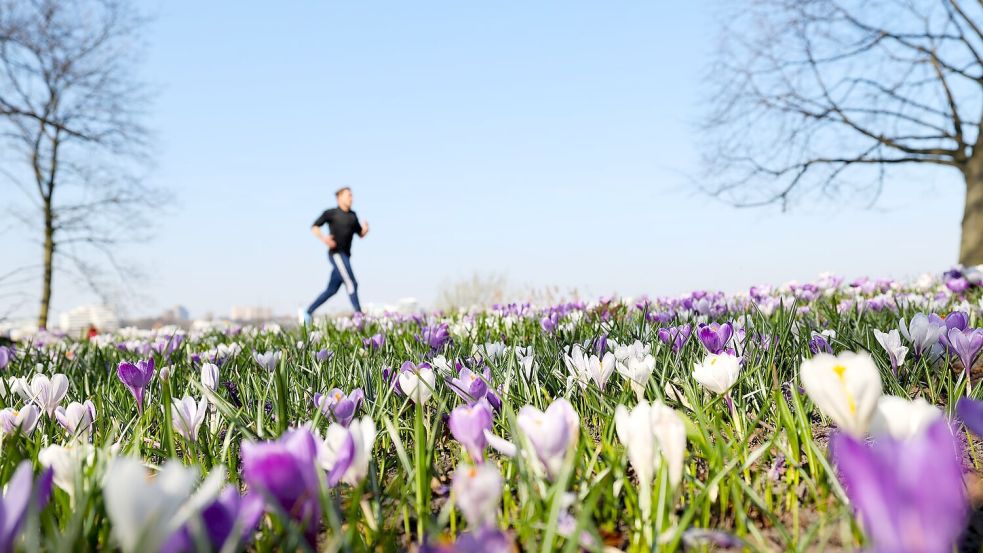 Joggen durch ein Blumenmeer ist jetzt wieder möglich. (Archivbild) Foto: Christian Charisius