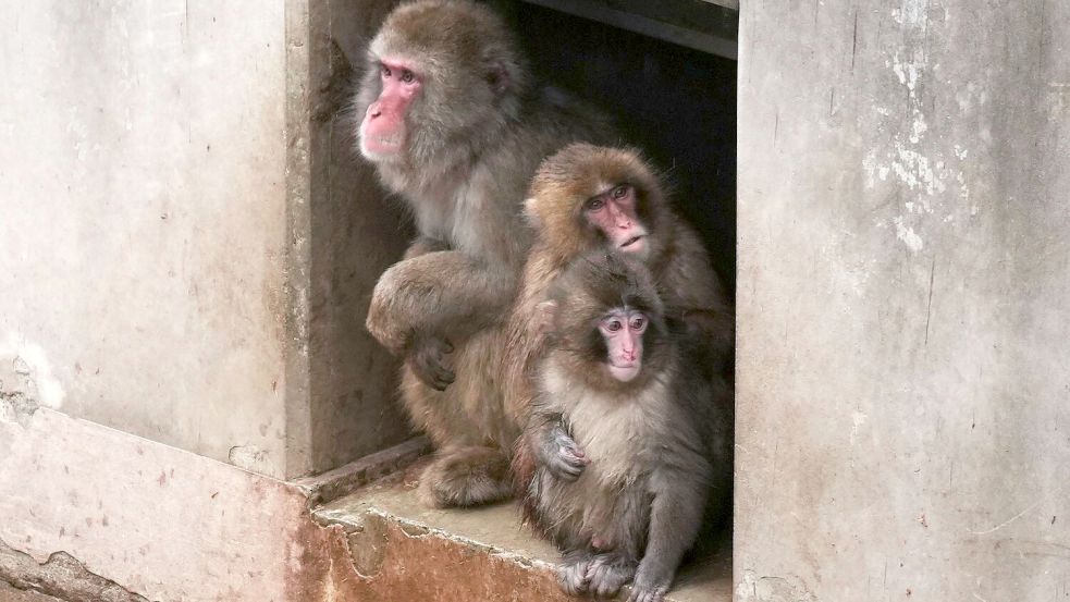 Aus Punch ist ein kleiner Rabauke geworden. (Archivbild) Foto: Hiro Komae/AP/dpa