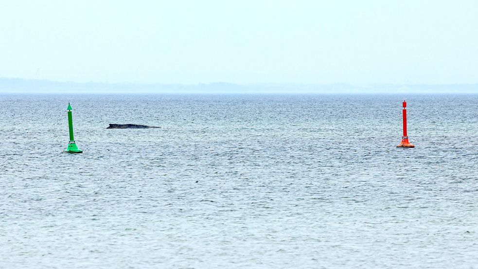 Gegen eine mögliche Tötung des Wals, um ihn von seinen Leiden zu erlösen, spricht laut Expertin einiges. Foto: Ulrich Perrey
