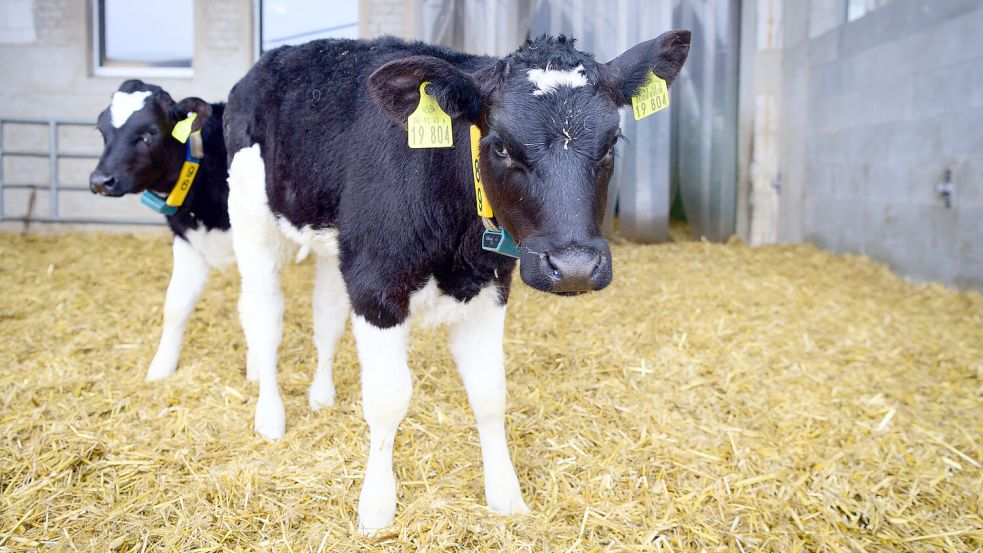 In Osteel wurden einem Kalb vorsätzlich die Ohrspitzen abgetrennt. Foto: DPA, Soeren Stache