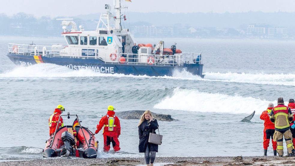 Die Rettung des großen Wals ist laut Experten nicht leicht - es könne auch sein, dass das Tier danach gleich wieder strande oder verende. Foto: Jens Büttner