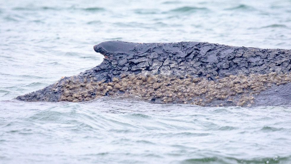 Der Wal ist weiterhin gestrandet. Foto: Jens Büttner