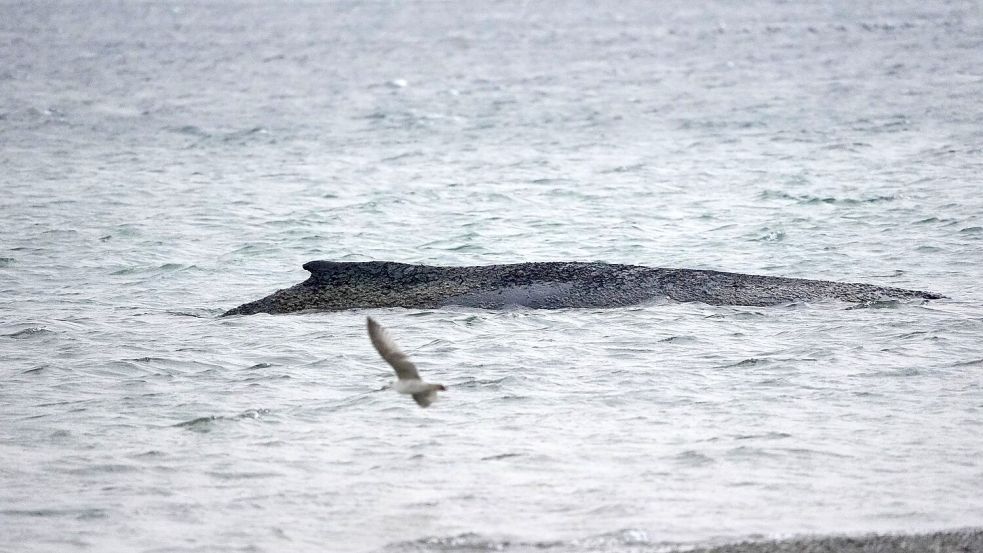 In der Ostsee ist ein Wal gestrandet. Foto: Marcus Brandt/dpa