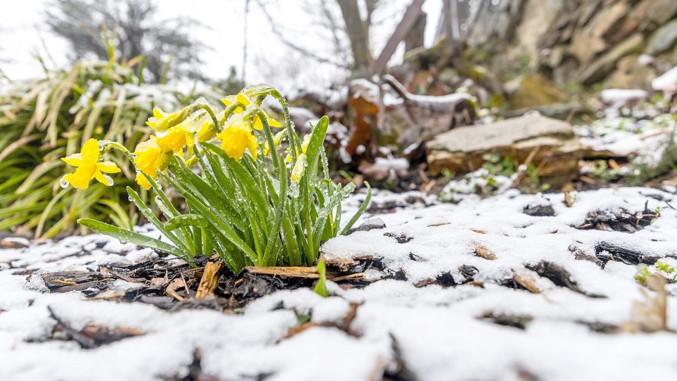 Erst strahlender Sonnenschein und bis zu 20 Grad, dann Schneefall bis zu 50 Zentimeter. Die letzte Märzwoche könnte dem Winter ein Comeback verschaffen. Foto: IMAGO/Jan Eifert