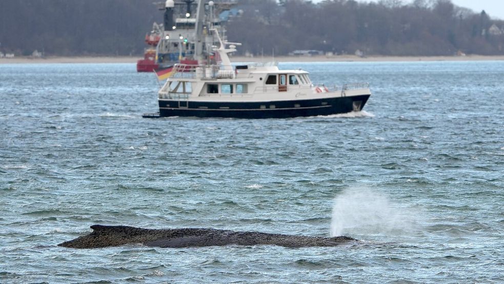 Ein größerer Saugbagger wird demnächst vor Ort erwartet. Foto: Marcus Brandt/dpa