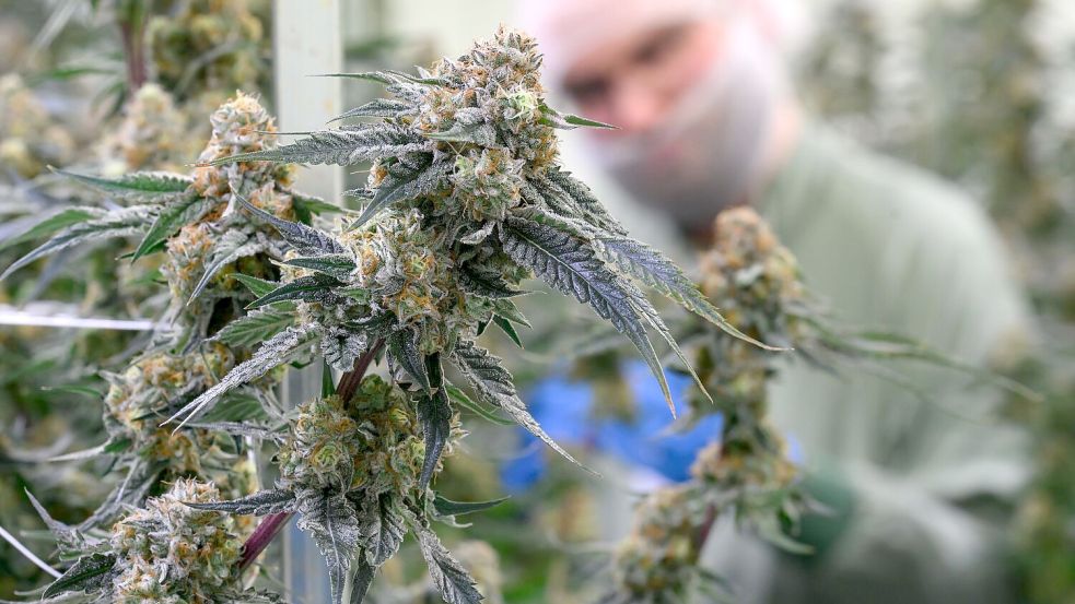 Seit 2017 kann medizinisches Cannabis in Deutschland legal verschrieben werden. (Symbolbild) Foto: Hendrik Schmidt