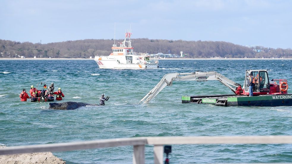 Der Schwimmbagger arbeitet direkt um den gestrandeten Wal herum. Foto: Daniel Bockwoldt