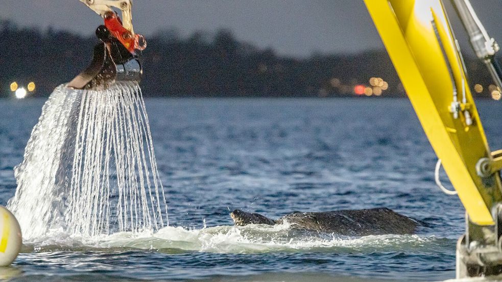 Für die Rettung des Wals war eine Rinne ausgehoben worden. Foto: Ulrich Perrey