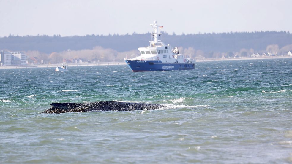 Seit mehreren Tagen ist ein Buckelwal am Timmendorfer Strand gestrandet. Für die Rettung werden alle Register gezogen. Foto: IMAGO/Susanne Hübner