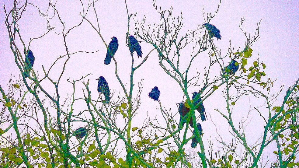 Saatkrähen im Stapelmoorer Park: Die Vögel werden von vielen Anwohnern als Plage empfunden, unter anderem wegen ihres ohrenbetäubenden Gekrächzes. Archivfoto: Tatjana Gettkowski