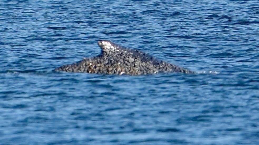 Der Buckelwal konnte sich befreien und schwimmt nun in der Lübecker Bucht. Foto: Marcus Brandt/dpa