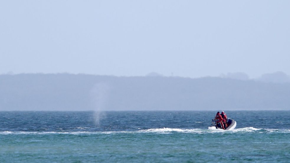 Experten beobachten den Wal von einem Schlauchboot aus. Foto: Marcus Brandt/dpa