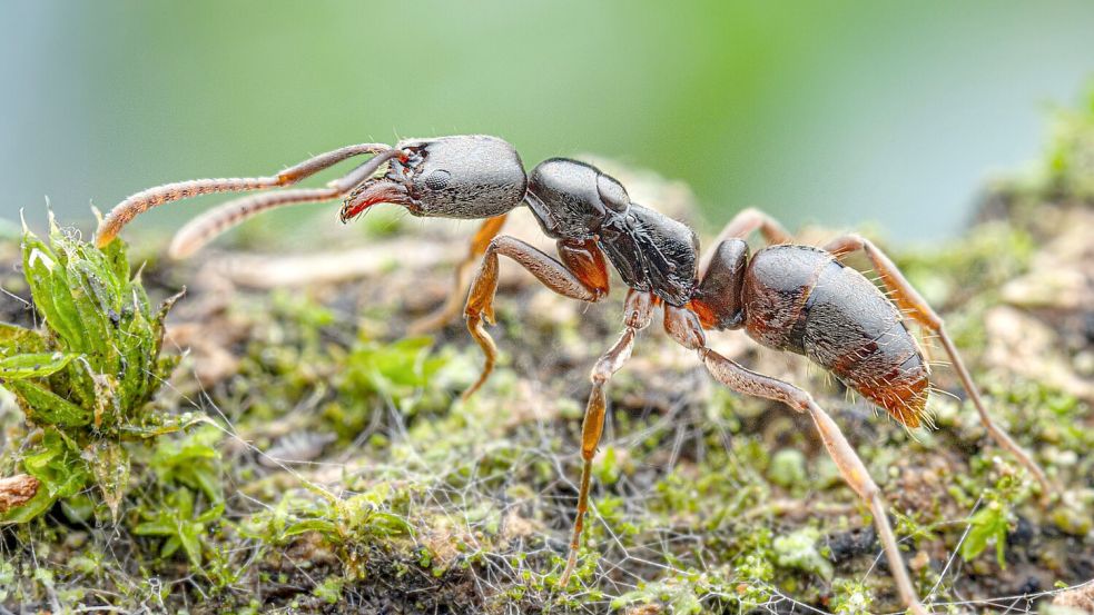 Die Insekten werden von der Europäischen Union als besonders problematisch eingestuft.(Handout) Foto: Aron Bellersheim/Senckenberg Ges