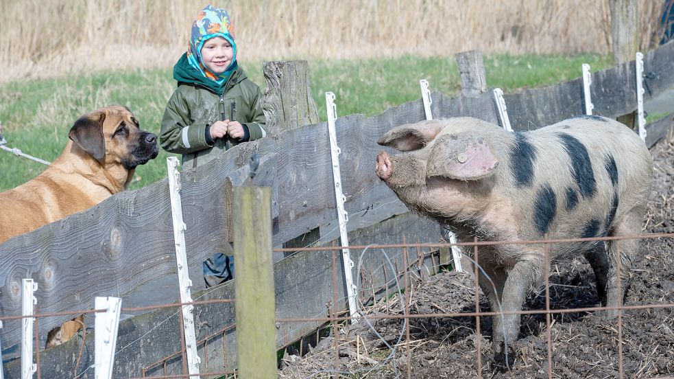Der kleine Thies schaut den Schweinen zu. Auch sein Hund hat Interesse an den Borstentieren beim Arche-Gelände des Ökowerks. Foto: Klaus Ortgies