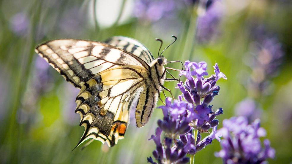Lavendel ist bei verschiedenen Schmetterlingsarten wie auch dem Schwalbenschwanz beliebt. (Archivbild) Foto: Patrick Pleul