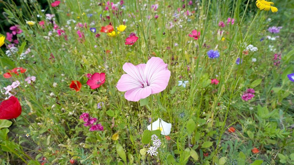 Auch wenn bei weitem nicht jede Blumenwiese so voller Blüten steht: Sie ist wertvoll für Lebewesen. (Archivbild) Foto: Marcus Brandt