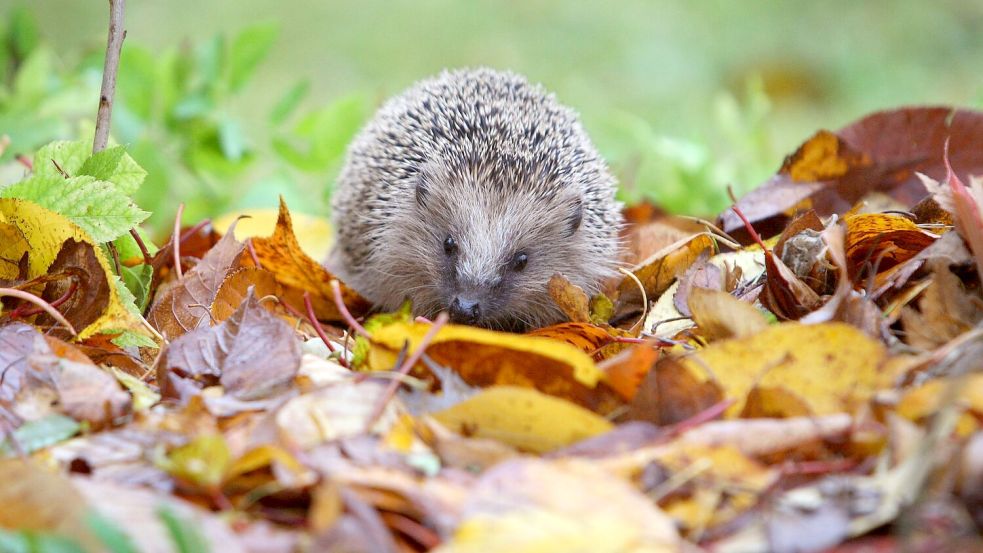 Damit Igel sich wohlfühlen, braucht es mehr als einen Laubhaufen im Winter. (Archivbild) Foto: Karl-Josef Hildenbrand