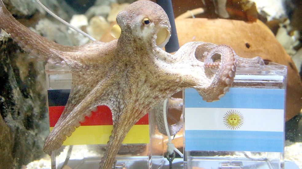 War ganz schön schlau: Krake Paul. Foto: Roland Weihrauch