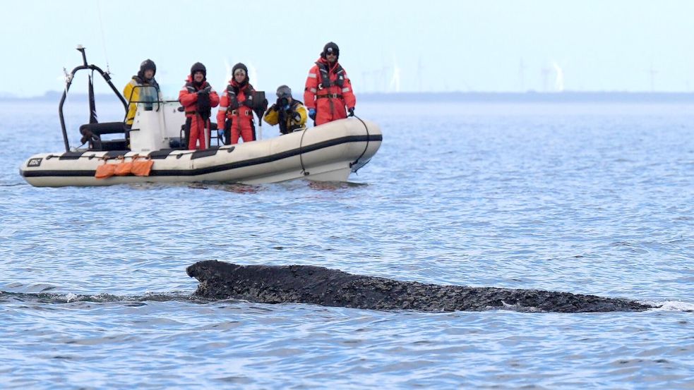 Wo der Wal aktuell genau ist, ist nicht bekannt. Foto: Marcus Brandt/dpa