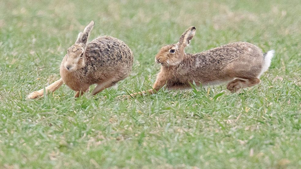 Zwei Feldhasen laufen über ein Feld. Meister Lampe breitet sich wieder in Deutschland aus – hat aber auch mit einer neuartigen Krankheit zu kämpfen. (Symbolbild) Foto: Boris Roessler