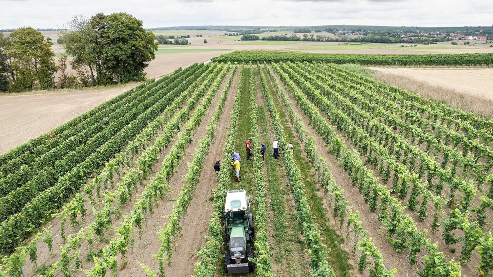 Trotz eines Rückgangs wegen des Wetters kommt fast die Hälfte des deutschen Weins aus Rheinhessen und der Pfalz. Foto: Lando Hass