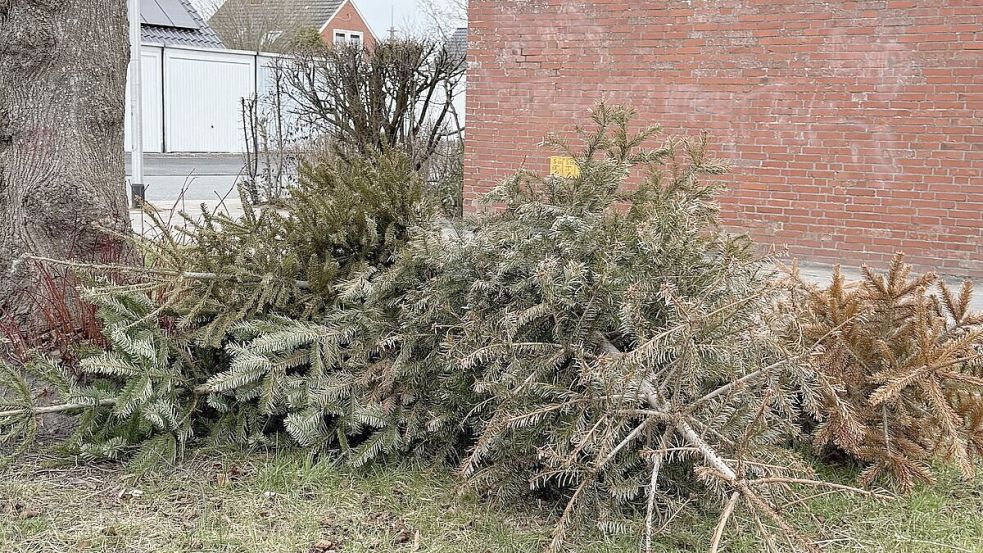 Noch immer tauchen im Norder Stadtgebiet wild entsorgte Weihnachtsbäume auf. Foto: Stadt Norden