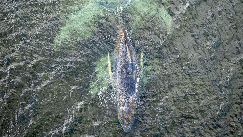 Der Buckelwal liegt jetzt vor Wismar. Reglos und sehr geschwächt. Von seiner Haut haben sich große Placken gelöst. Foto: Daniel Müller