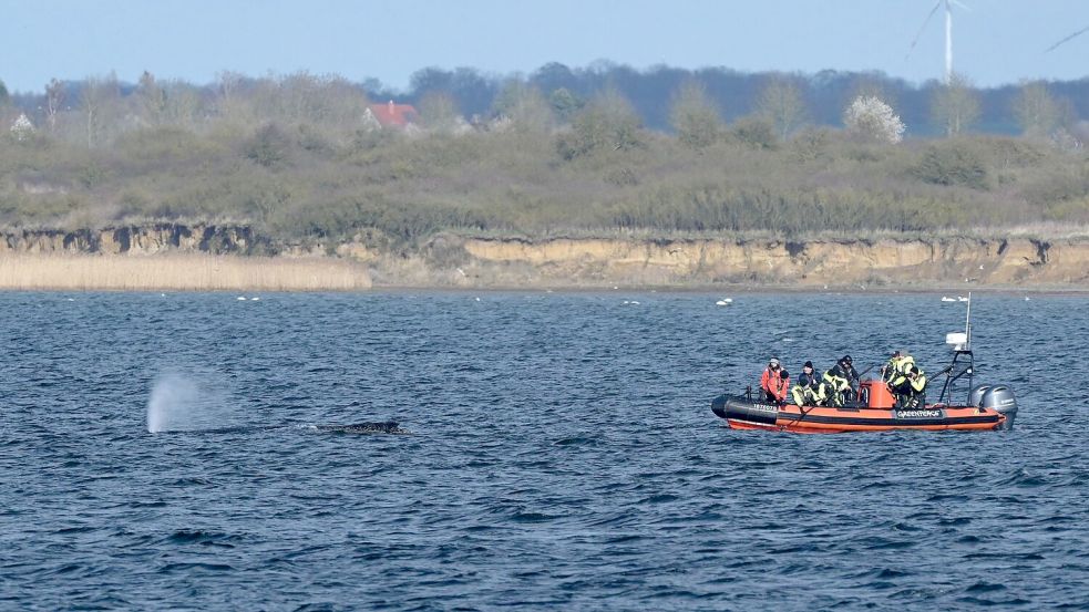 Der Buckelwal war zunächst in der Nacht zum 23. März auf einer Sandbank in Schleswig-Holstein am Timmendorfer Strand gestrandet. Foto: Stefan Sauer