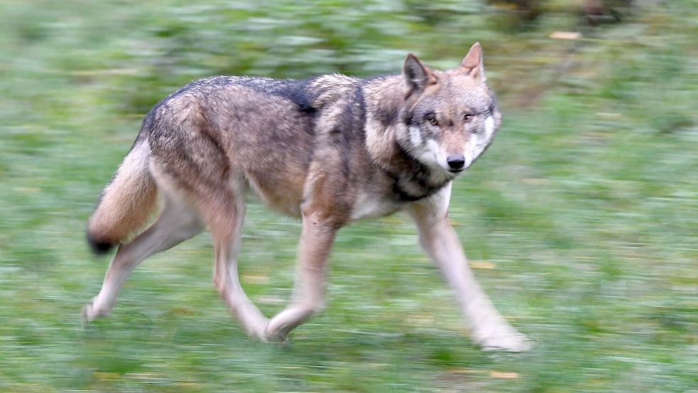 Ein Wolf wurde von der Polizei in Hamburg aus der Binnenalster gefischt und eingefangen. Foto: Carsten Rehder/dpa