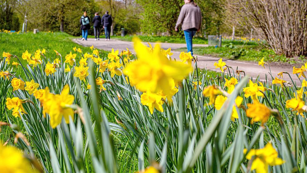 Die Narzissen blühen bereits: Zum Start in den April kommt milde Luft nach Norddeutschland. Foto: IMAGO/Manngold