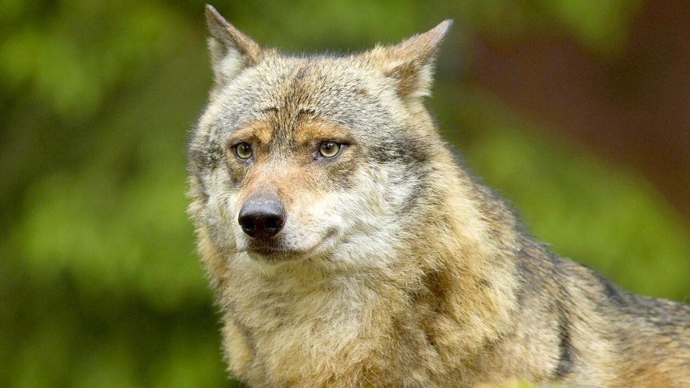 Mitten in Hamburg hat ein Wolf eine Frau angegriffen. Es stellt sich nun die Frage, ob die Gefahr, die durch das Tier ausgeht, zu lange unterschätzt wurde. Foto: imago/blickwinkel