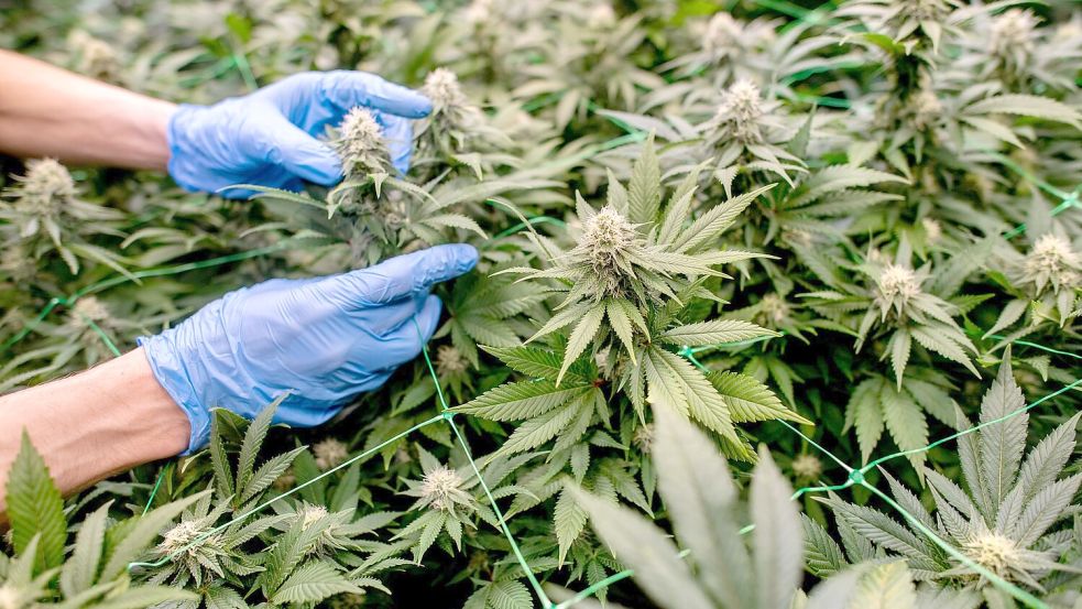 Anbauvereinigungen müssen in einem komplexen Verfahren genehmigt werden. (Symbolbild) Foto: Hauke-Christian Dittrich