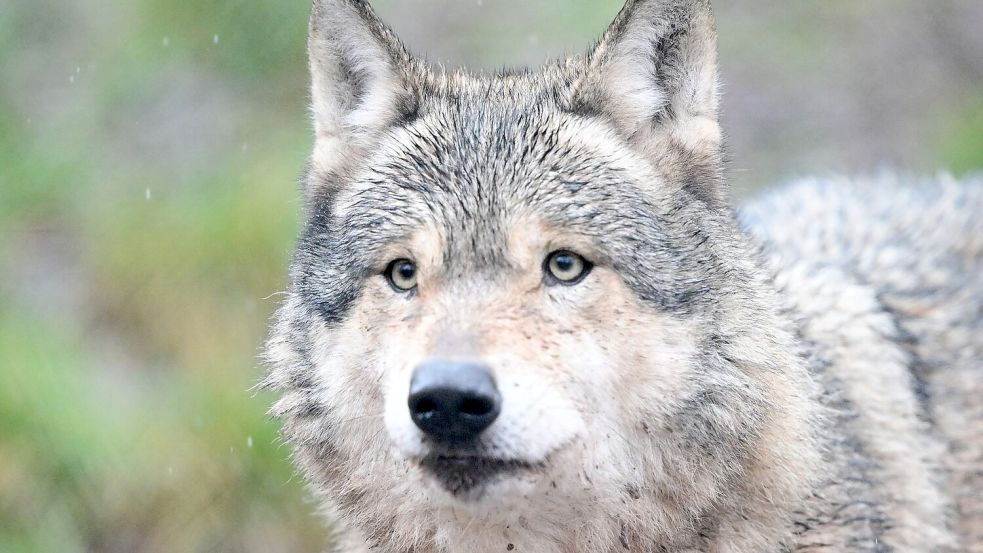 Nachdem ein Wolf eine Frau in Hamburg verletzt hat, ist noch unklar, was mit dem Tier passieren wird. (Symbolbild) Foto: Bernd Weißbrod