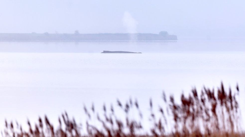 Die Atemfrequenz des Wals war laut Fachleuten zuletzt unregelmäßig. Foto: Marcus Golejewski