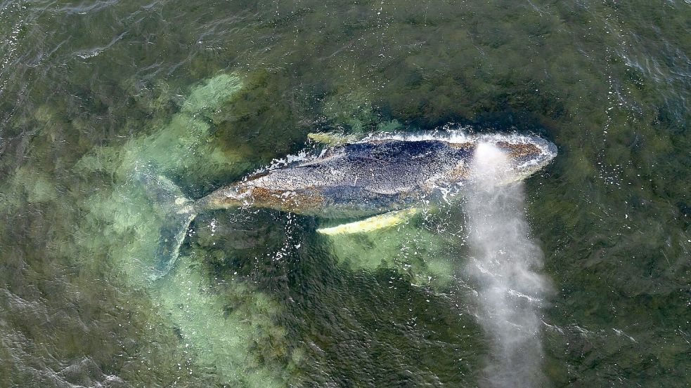 Der Wal ist seit Wochen an der Ostseeküste unterwegs. (Archivbild) Foto: Daniel Müller/Greenpeace German