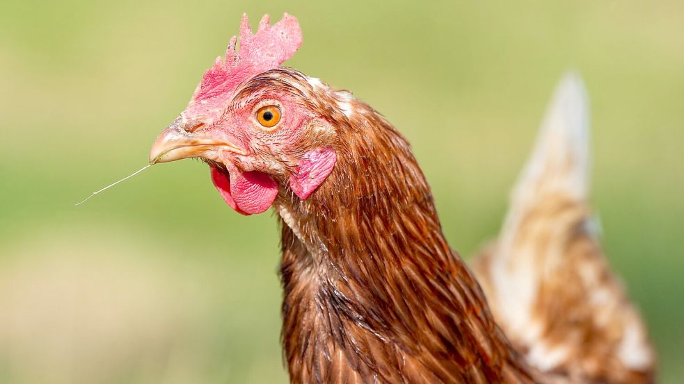 Durchgeführt wurde die Studie mit 20 Küken. (Symbolbild) Foto: Soeren Stache