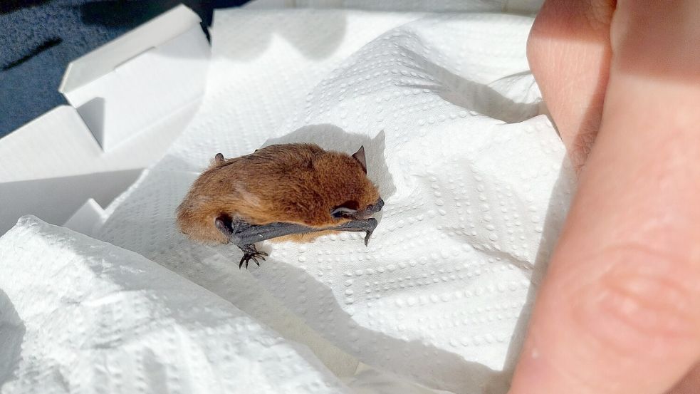 Bewohner eines Hauses in Wilhelmshaven hatten eine geschwächte Fledermaus entdeckt und die Feuerwehr gerufen. Foto: Feuerwehr Wilhelmshaven