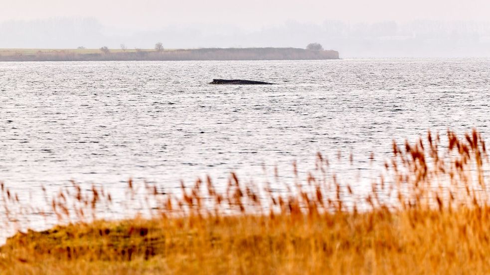 Der Wal liegt auf einer Sandbank vor der Insel Poel. Foto: Marcus Golejewski