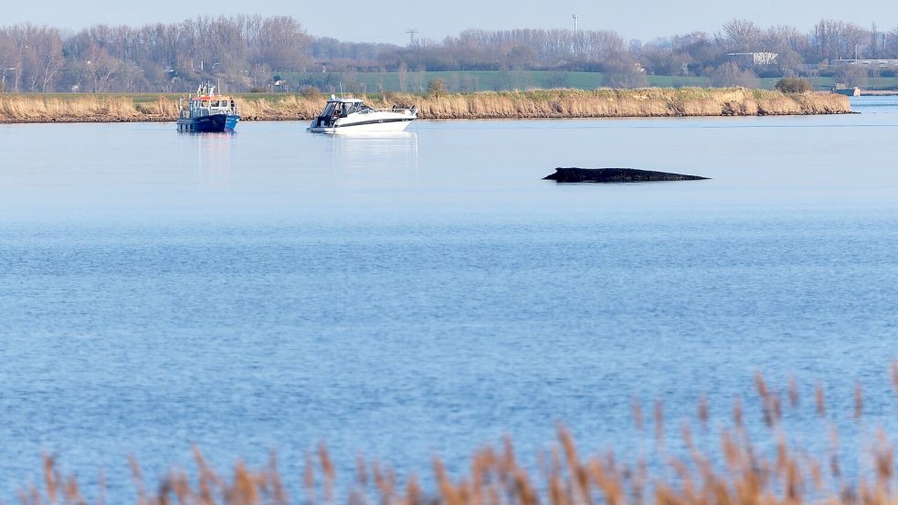 Über Tage hat der festsitzende Wal Deutschland beschäftigt. Foto: Marcus Golejewski
