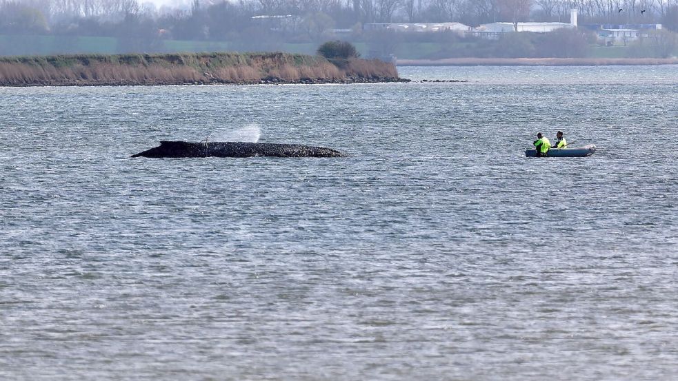 Einsatzkräfte der Feuerwehr benetzen den Rücken des Wals, der aus dem Wasser ragt. Foto: Marcus Golejewski