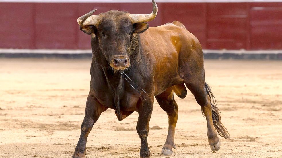 Bei den „Corridas“ kommt es immer wieder zu Zwischenfällen. (Archivbild) Foto: Oscar Manuel Sanchez