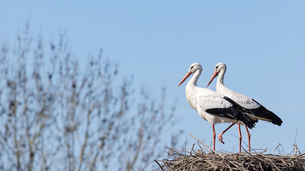 Die Zahl der Störche ist in Deutschland deutlich gestiegen. Das Lag nach Experteneinschätzung vor allem an den Westziehern. Viele von ihnen fliegen dank ausreichender Nahrungsquellen in Westeuropa nicht mehr die kraftraubende Langstrecke bis nach Afrika. Damit sind sie weniger Risiken ausgesetzt. Foto: David Ebener