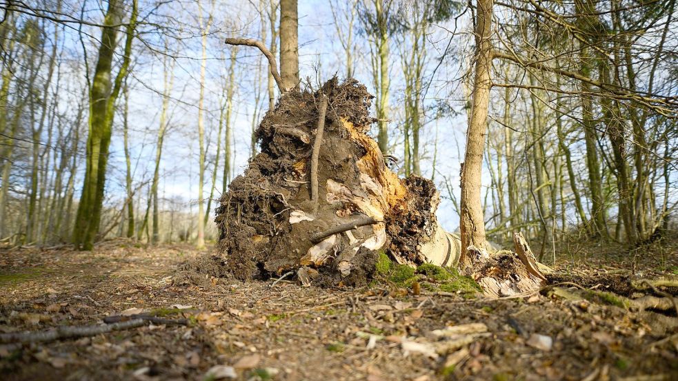 Dieser Baum ist umgestürzt. Foto: Daniel Reinhardt