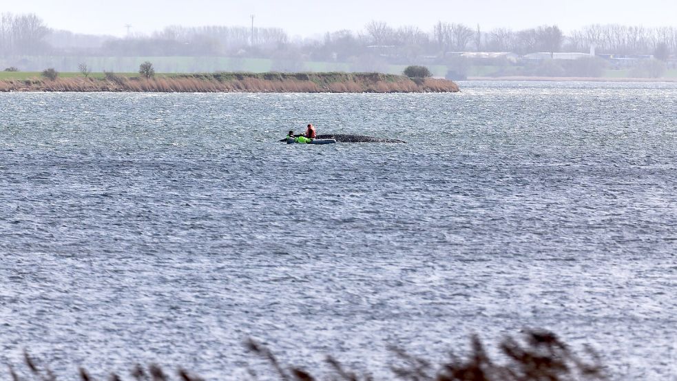 Jetzt soll auch die Wasserqualität beim gestrandeten Wal geprüft werden. Foto: Marcus Golejewski
