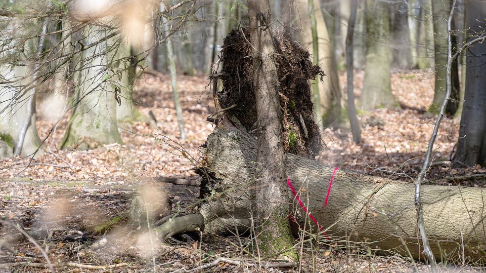 Bei dem Unglück war ein etwas 30 Meter hoher Baum umgestürzt. Foto: Benjamin Nolte
