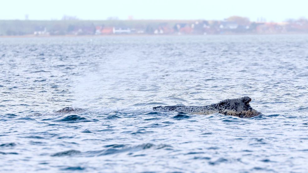 Am Nachmittag sollen die Kernergebnisse des Gutachtens vorgestellt werden. (Archivbild) Foto: Bodo Marks