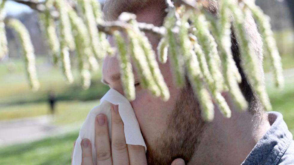 Birkenpollen sind nun auf dem Saisonhöhepunkt. (Symbolbild) Foto: Bernd Weißbrod